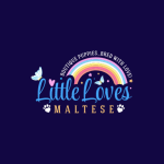 littlelovesmalteses