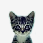 welovecatsandkittens