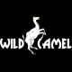 Wildcamel1