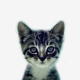 welovecatsandkittens