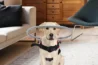 blind dog halo harness